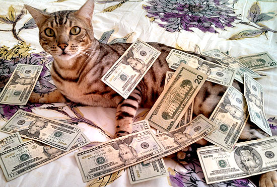 make it rain cat