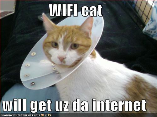wifi cat