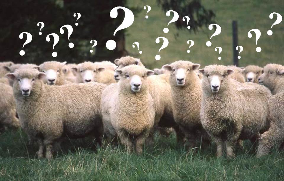 sheep have many questions